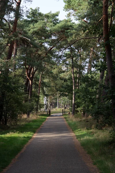 Leere Landstraße Trockenes Gras Grüne Bäume Keine Menschen Die Natur — Stockfoto