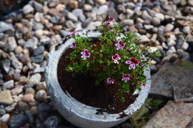 Bahçe karanfilleri çimento kabında. Çiçek açan çalıların yakın plan fotoğrafı. Mor ve beyaz çiçekler..
