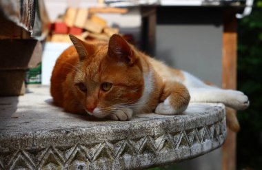 Kızıl kedi taş bahçe masasında yatıyor. Şirin evcil hayvan portresi. 