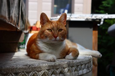 Kızıl kedi taş bahçe masasında yatıyor. Şirin evcil hayvan portresi. 