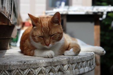 Kızıl kedi taş bahçe masasında yatıyor. Şirin evcil hayvan portresi. 
