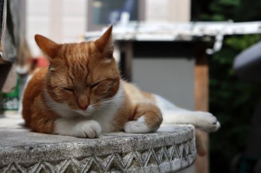 Kızıl kedi taş bahçe masasında yatıyor. Şirin evcil hayvan portresi. 