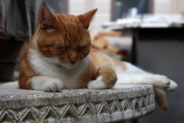 Kızıl kedi taş bahçe masasında yatıyor. Şirin evcil hayvan portresi. 