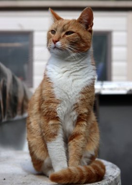 Bahçedeki kızıl kedi. Dışarıda oynayan sevimli genç kedi.. 