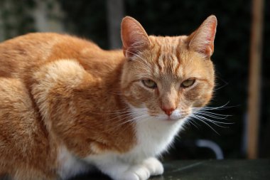 Güneşte oturan kızıl kedinin yakın portresi. Bahçedeki sevimli kedi.. 