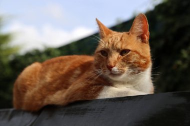 Güneşte oturan kızıl kedinin yakın portresi. Bahçedeki sevimli kedi.. 