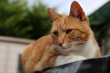 Güneşte oturan kızıl kedinin yakın portresi. Bahçedeki sevimli kedi.. 