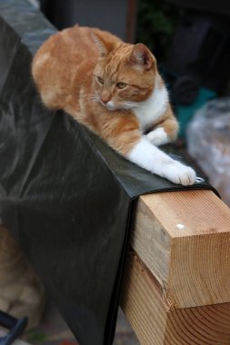 Kızıl kedi tahta kirişlerin üzerinde yatıyor. Bahçedeki kedi. 