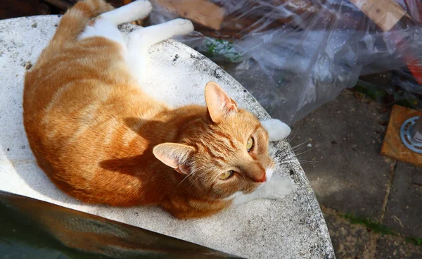 Gato Gengibre Que Põe Mesa Jardim Pedra Close Retrato Animal — Fotografia de Stock