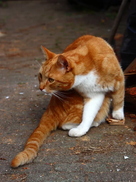 Gato Gengibre Que Põe Mesa Jardim Pedra Close Retrato Animal — Fotografia de Stock