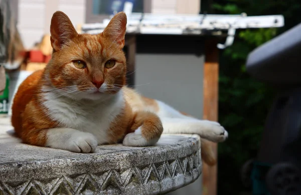 Ginger cat laying on stone garden table. Close up portrait of cute pet.