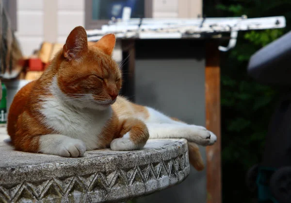 Zázvorová Kočka Ležící Kamenném Zahradním Stole Detail Portrét Roztomilého Mazlíčka — Stock fotografie