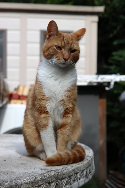 Gato Jengibre Jardín Lindo Gato Joven Jugando Aire Libre — Foto de Stock