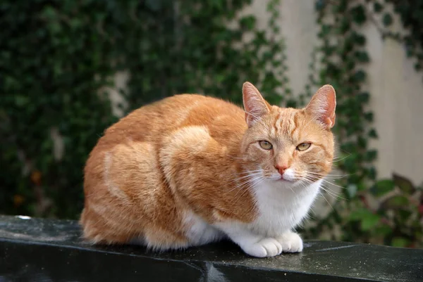 Gato Jovem Bonito Sentado Jardim Folhas Verdes Hera Fundo Ginger — Fotografia de Stock