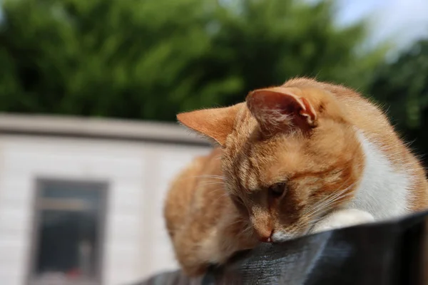 Kızıl Kedi Tahta Kirişlerin Üzerinde Yatıyor Bahçedeki Kedi — Stok fotoğraf