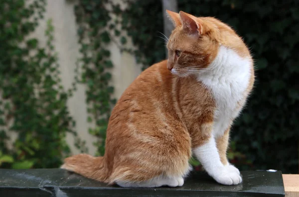 Lindo Gato Joven Sentado Jardín Hojas Verdes Hiedra Sobre Fondo — Foto de Stock