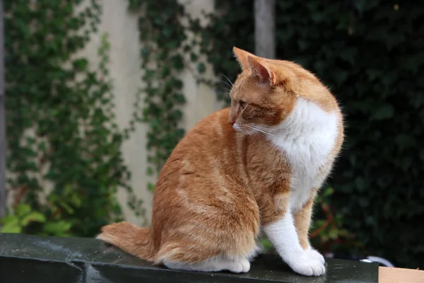 Lindo Gato Joven Sentado Jardín Hojas Verdes Hiedra Sobre Fondo — Foto de Stock