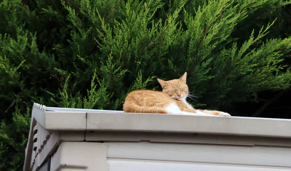 Tatlı kızıl kedi çatıda uzanıyor. Arka planda yeşil ağaç var. Bahçede dinlenen bir kedi. 