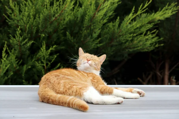 Lindo Gato Jengibre Está Tirado Techo Árbol Verde Fondo Gato — Foto de Stock