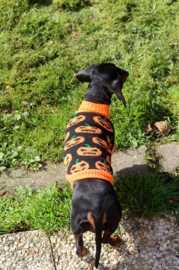 Minyatür bir Dachshund örülmüş turuncu bir kazak giyiyor.