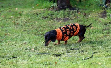 Minyatür bir Dachshund örülmüş turuncu bir kazak giyiyor.