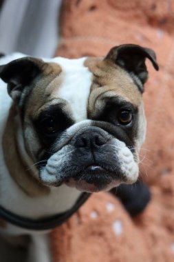 İngiliz bulldog 'u portreyi kapat. Tatlı köpek kameraya bakıyor.