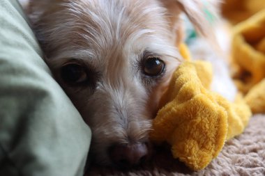 Şirin melez köpek yavrusu sarı battaniyeyle yatakta uyuyor.