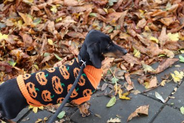 Turuncu ceketli Dachshund köpeği sonbahar parkında yürüyor.