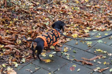 Turuncu ceketli Dachshund köpeği sonbahar parkında yürüyor.