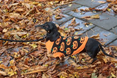 Turuncu ceketli Dachshund köpeği sonbahar parkında yürüyor.