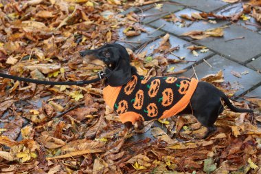 Turuncu ceketli Dachshund köpeği sonbahar parkında yürüyor.