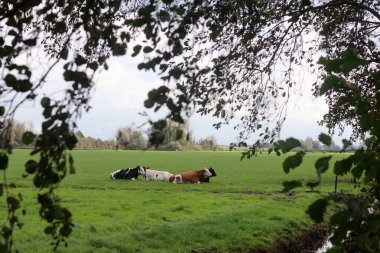 Yeşil bir alanda inekler. Huzurlu bir manzara. Hollanda 'da bir çayırda otlayan inekler.