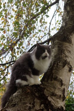Güzel tüylü gri ve beyaz İran kedisi huş ağacında oturuyor.