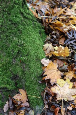 Parkta yerde sonbahar yaprakları ve yosunlar var.