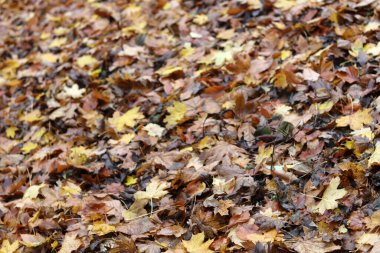 Ormanda yerde sonbahar yaprakları. Seçici odak.