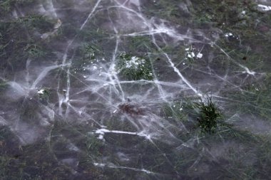 Kışın ormanda yerde buz, fotoğrafa yakın çekim.