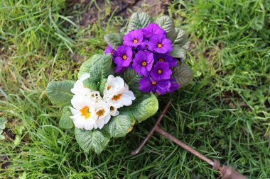 Çimlerin üzerinde bir sepetin içinde çuha çiçeği. Seçici odak.