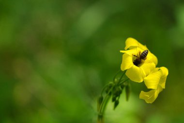 Arılar Oxalis pes Caprae çiçeğini tozluyorlar. Önplanda odak dışı arkaplan.