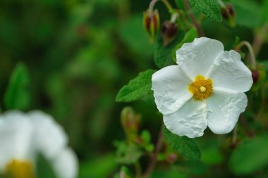 Ön planda, odak arkaplanı olmayan bir kaya gülüne. Bilimsel adı Cistus Ladanifer.