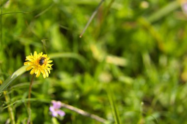 Arı sarı papatya üzerine polen yüklemiş. Seçici odak ve bokeh etkisi.