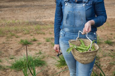 Elinde sepet dolusu organik fasulye tutan bir kadın sebze bahçesinden yeni toplanmış..