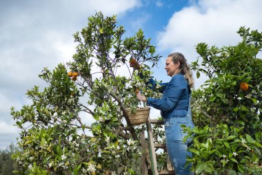 Kot pantolonlu ve sepetli sarışın kadın merdivende organik portakal topluyor..