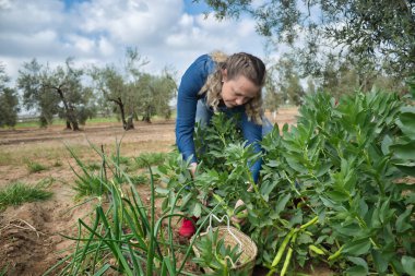 Kot pantolonlu sarışın kadın çalılıktan organik fasulye topluyor..