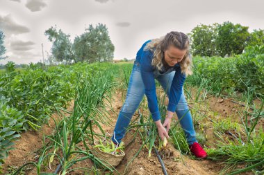 Kot pantolonlu sarışın kadın çıplak elleriyle sebze bahçesinden organik soğan çıkarıyor..