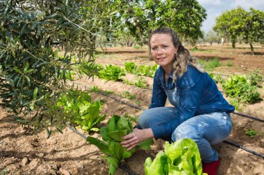 Sebze bahçesinden organik marul toplayan kot pantolonlu sarışın kadın..