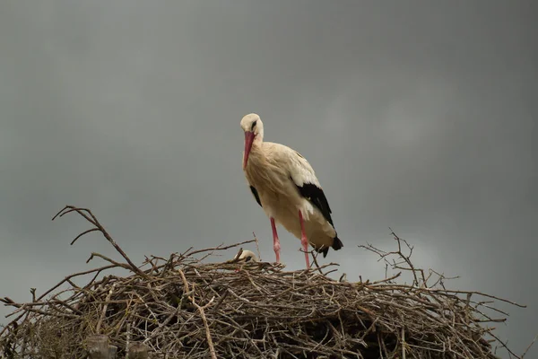 在雨天 斯托克站在云天的鸟巢上 科学名称西科尼亚西科尼亚 — 图库照片