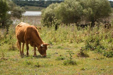 Yeşil bir çayırda otlayan Galiçyalı sarışın inek. Bilimsel adı Bos Taurus Taurus..