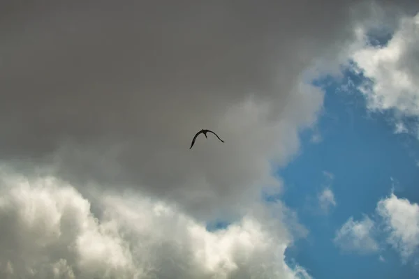 Leylek Silueti Bulutlu Mavi Gökyüzünde Yüksek Irtifada Uçuyor Bilimsel Adı — Stok fotoğraf