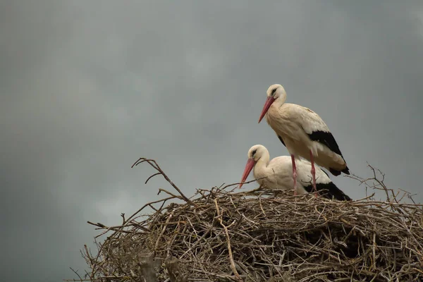 Ein Storchenpaar Das Einem Regnerischen Tag Auf Einem Nest Steht — Stockfoto