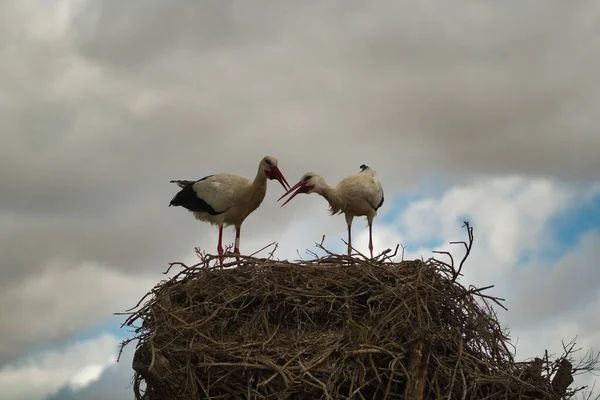 Een Paar Ooievaars Die Een Nest Staan Met Een Bewolkte — Stockfoto